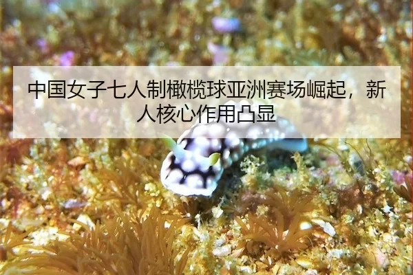 中国女子七人制橄榄球亚洲赛场崛起，新人核心作用凸显